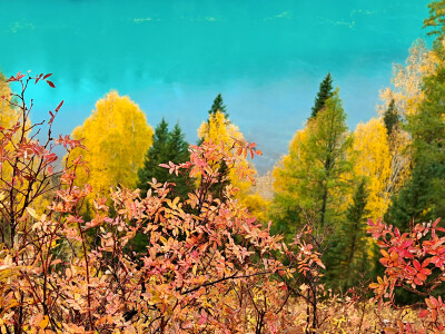 2025年9月底新疆阿勒泰赏秋之旅