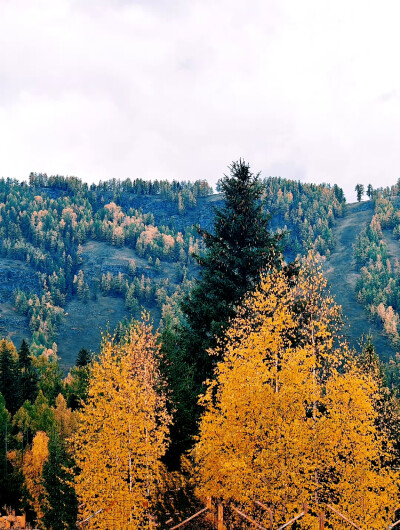 2025年9月底新疆阿勒泰赏秋之旅