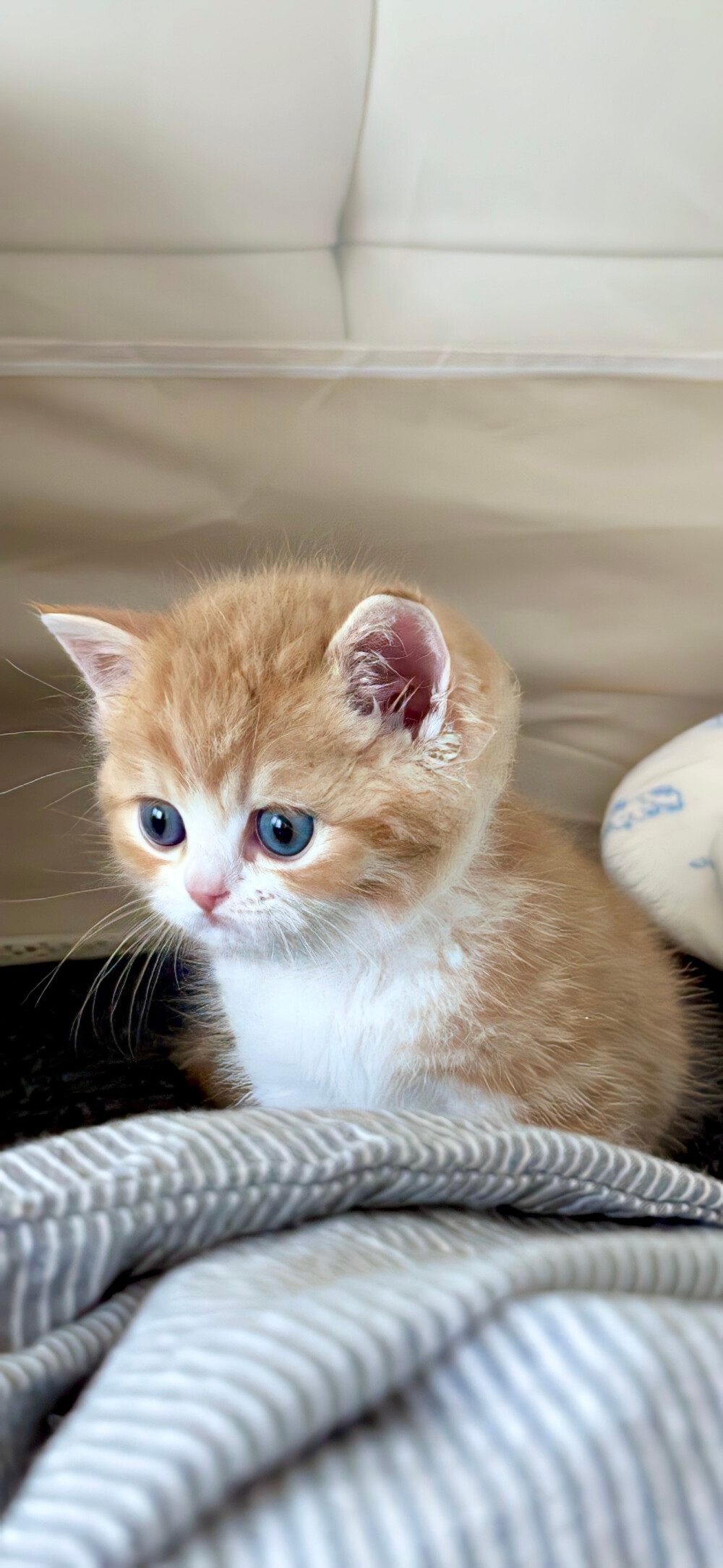 分享ins风壁纸 .ᐟ.ᐟ