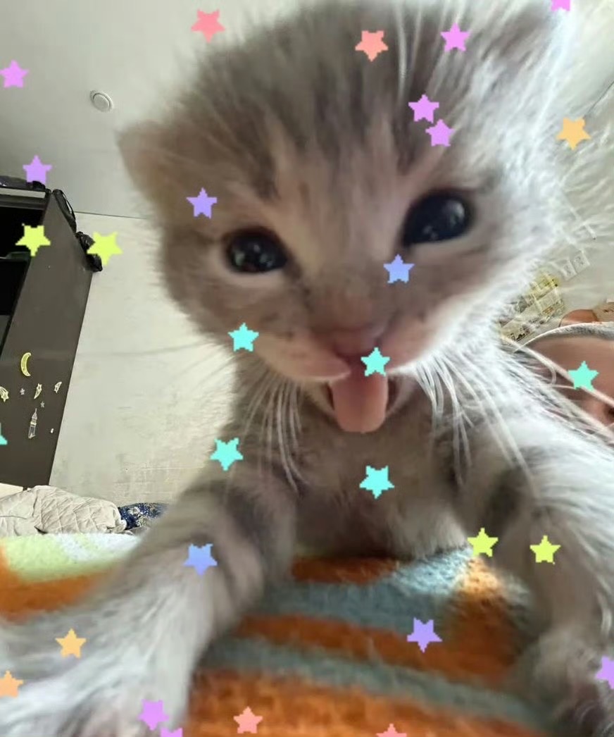 =⩌⩊⩌=