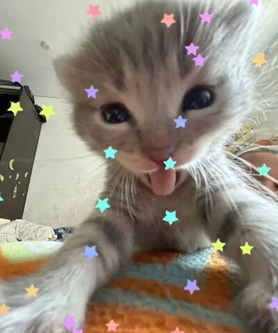 =⩌⩊⩌=