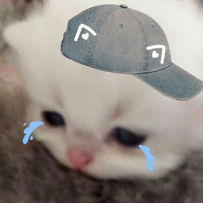 =⩌⩊⩌=