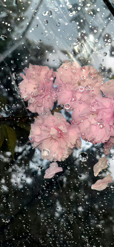 高清版/手机壁纸/粉色系