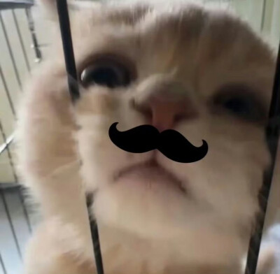 =⩌⩊⩌=