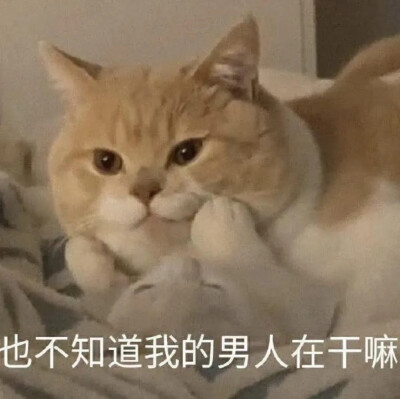 猫咪表情包