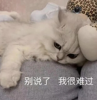 猫咪表情包