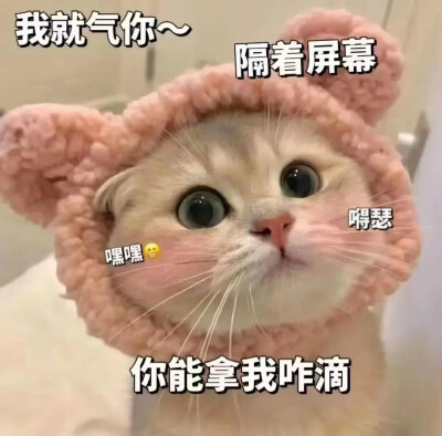 猫咪表情包