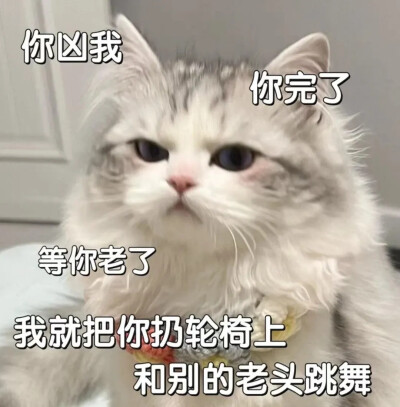 猫咪表情包