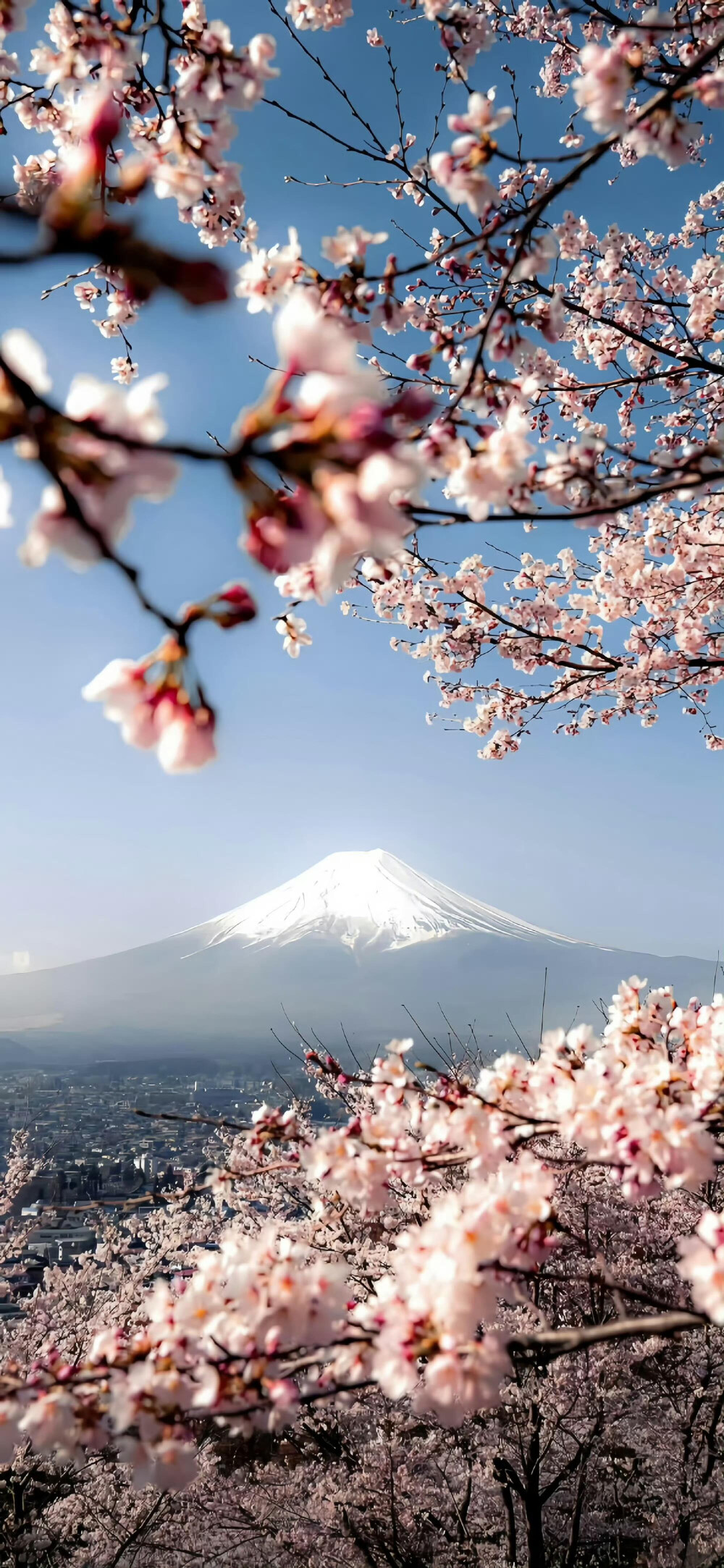 粉色系/高清版/壁纸