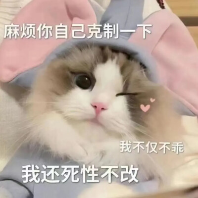 猫咪表情包