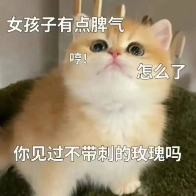 猫咪表情包