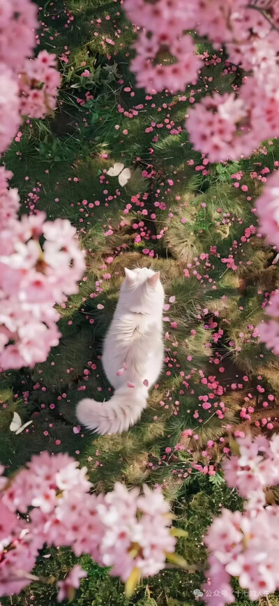 唯美壁纸