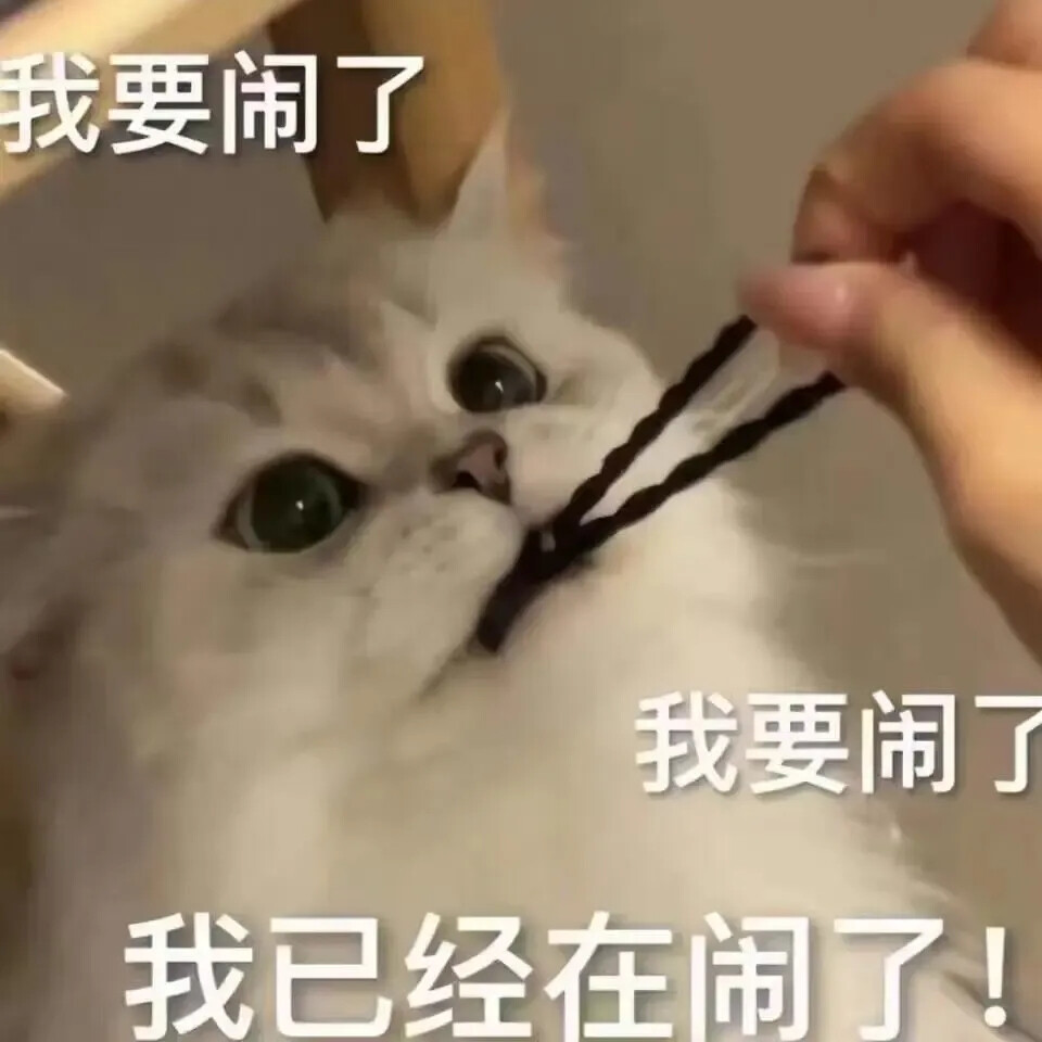 猫咪表情包