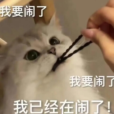 猫咪表情包