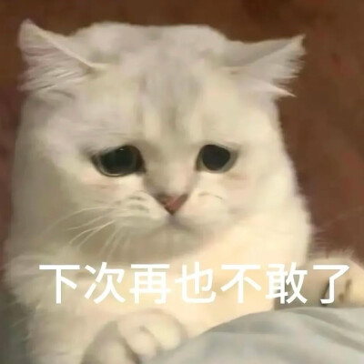 猫咪表情包