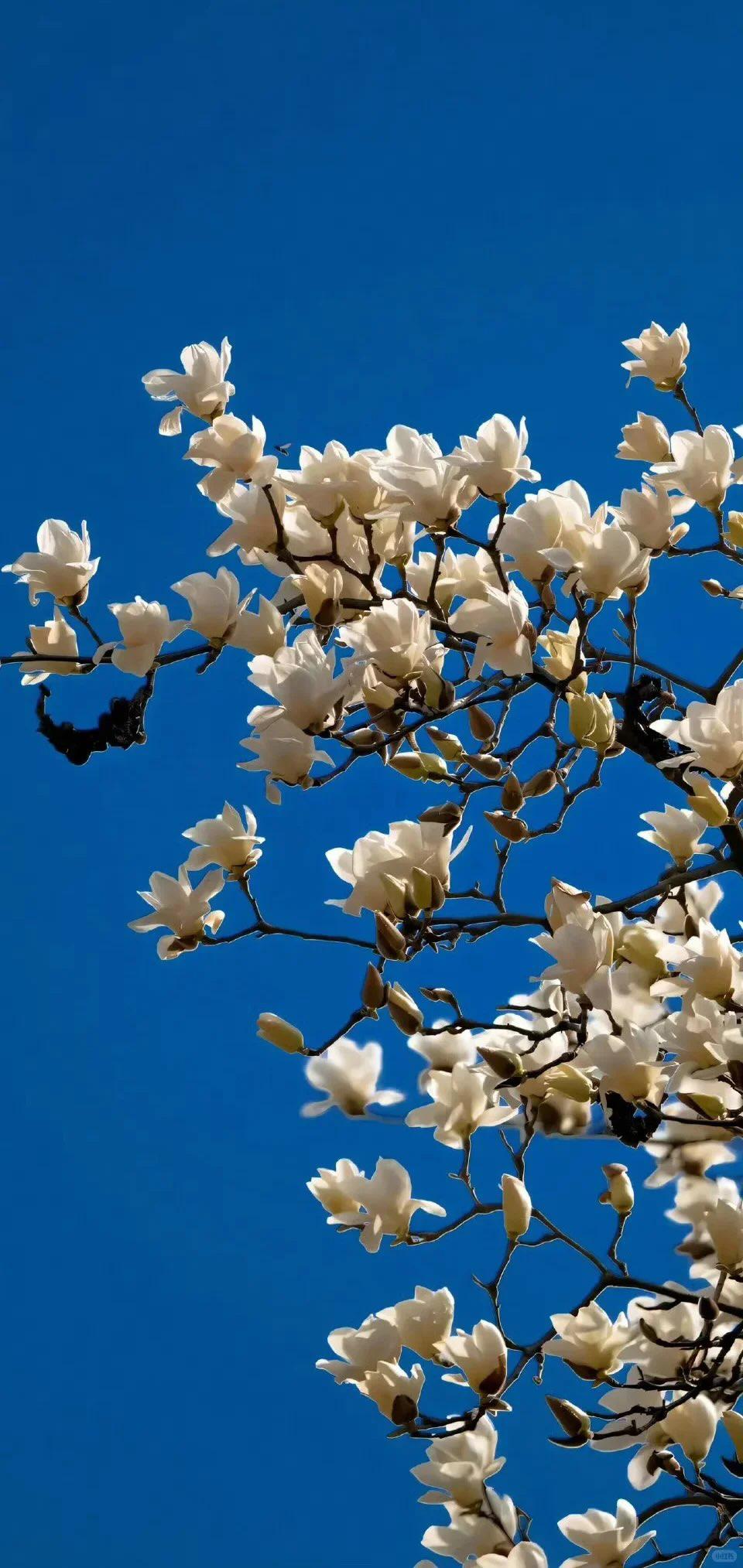 喜欢花的网友必备