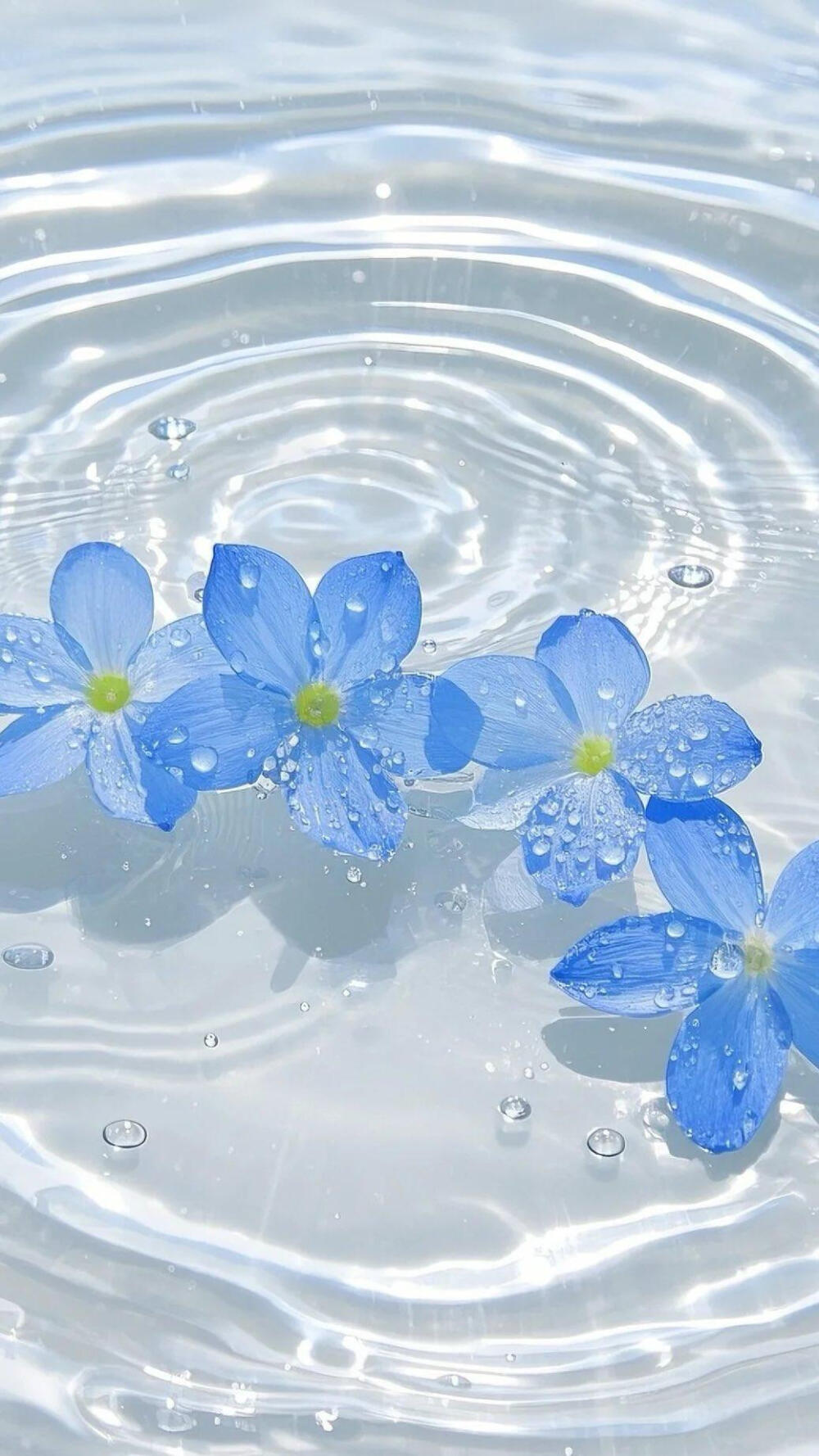 好美啊~简约小清新，可以当锁屏壁纸