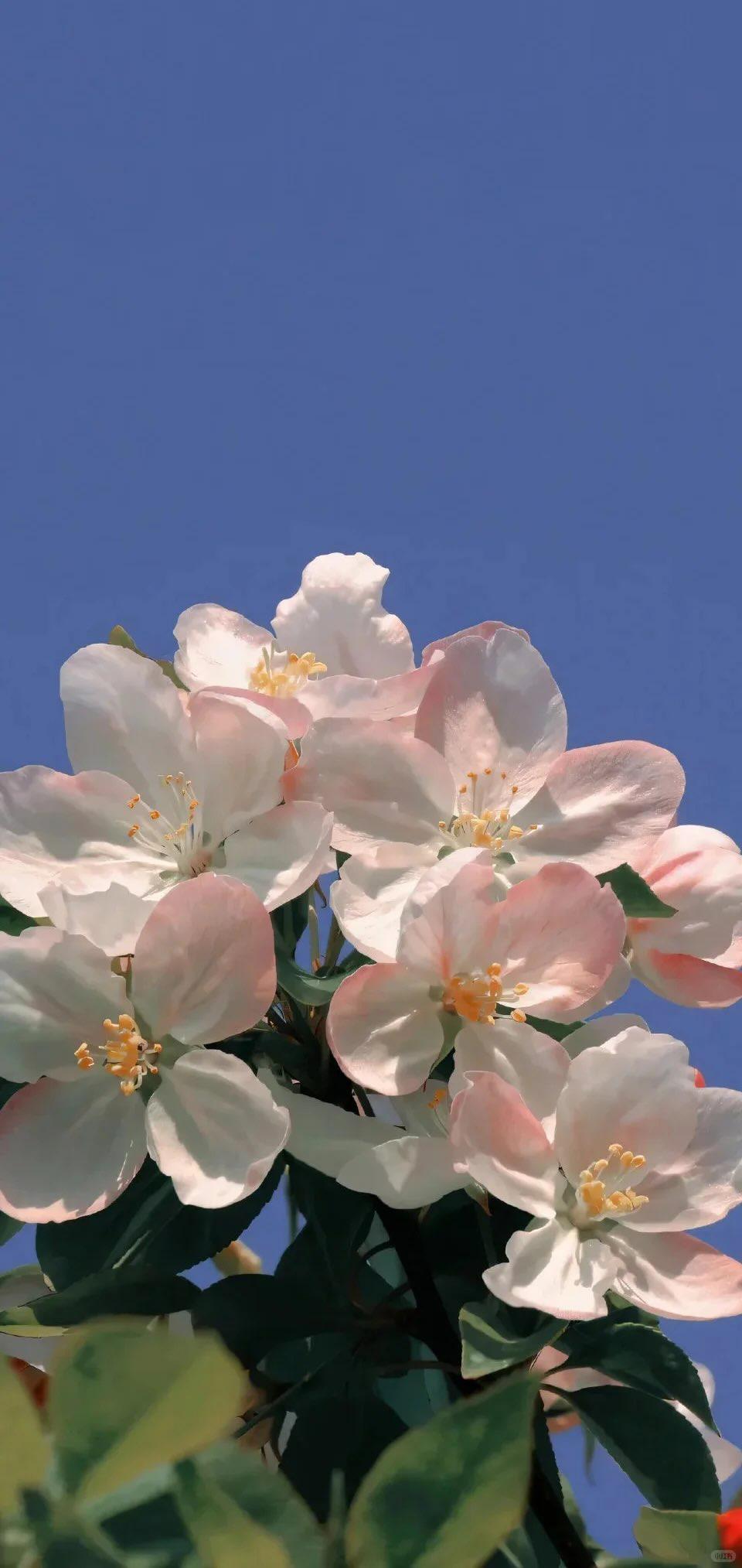 喜欢花的网友必备