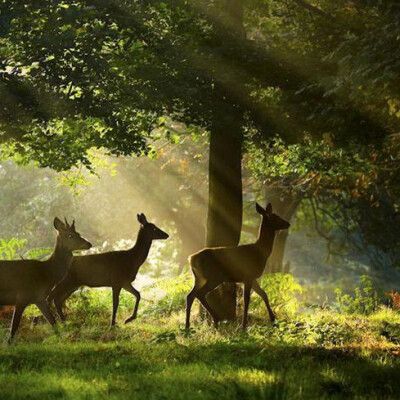 女生头像/背景图/封面