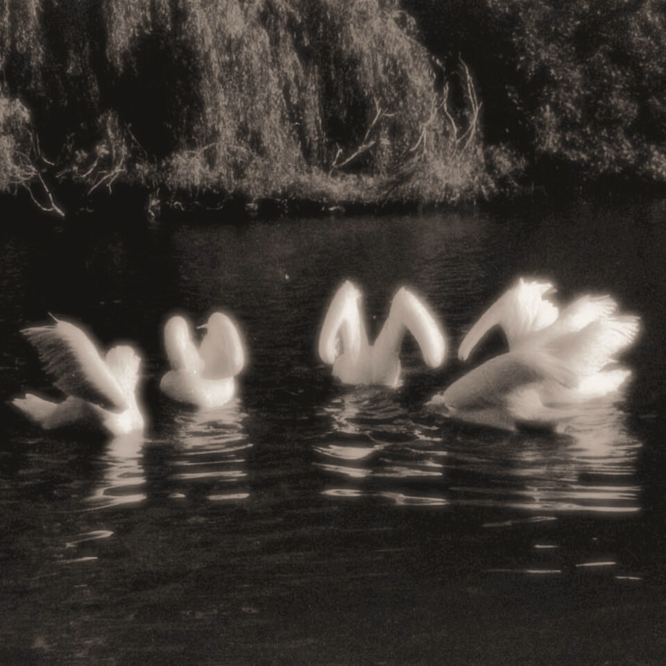 总是在图书馆相遇的学长