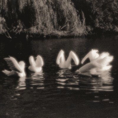 总是在图书馆相遇的学长