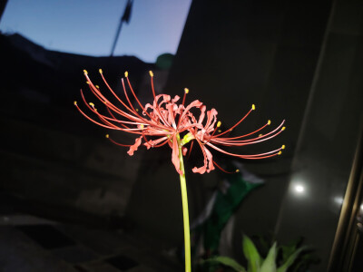 花花！