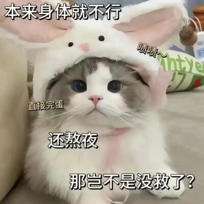 猫咪表情包