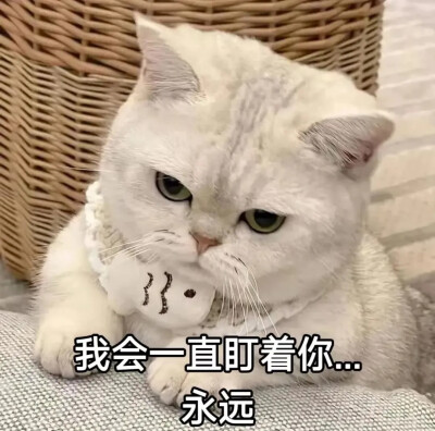 猫咪表情包
