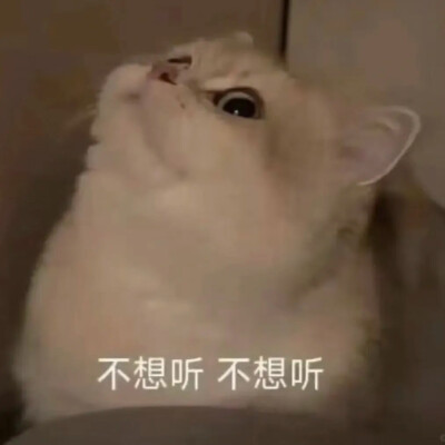 猫咪表情包