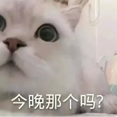 猫咪表情包