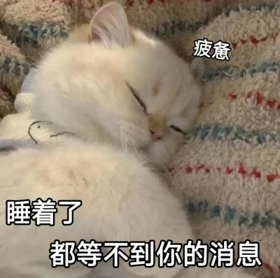 猫咪表情包