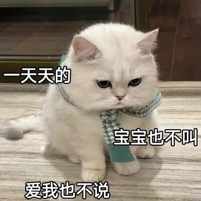 猫咪表情包