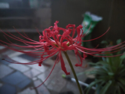 花花！