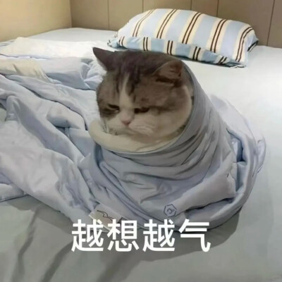 猫咪表情包