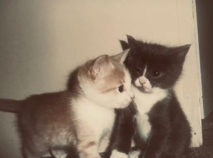  ✧˚₊ ‧ ins风背景图