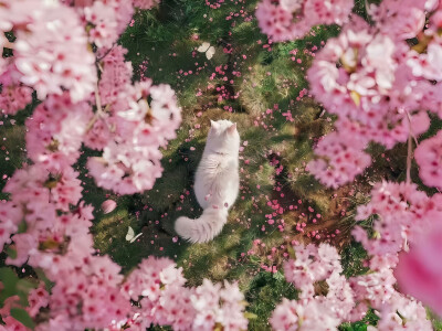 裸眼3D景深iPad壁纸