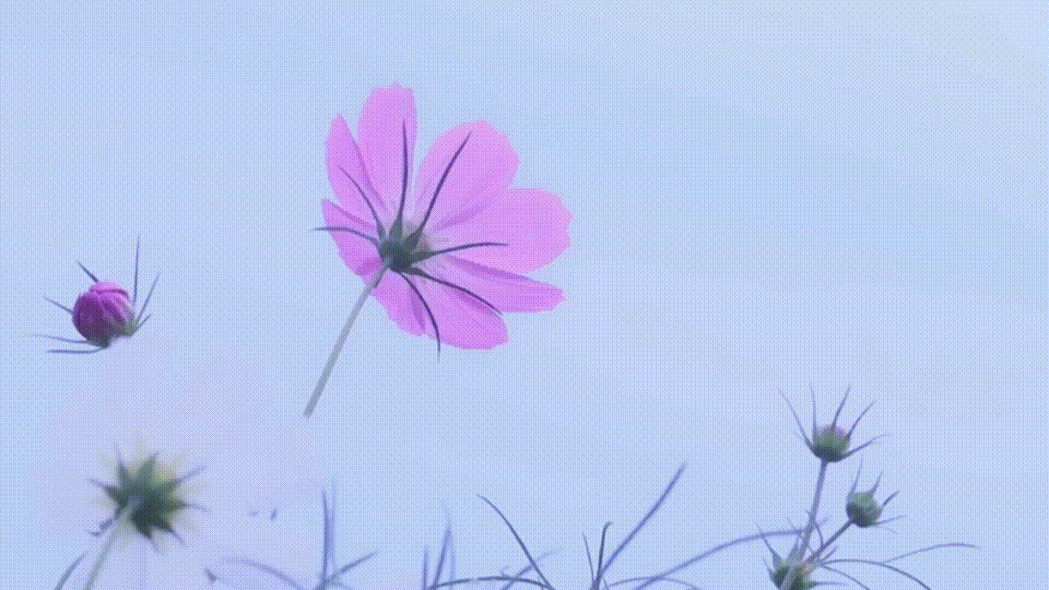 动图