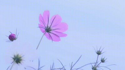动图