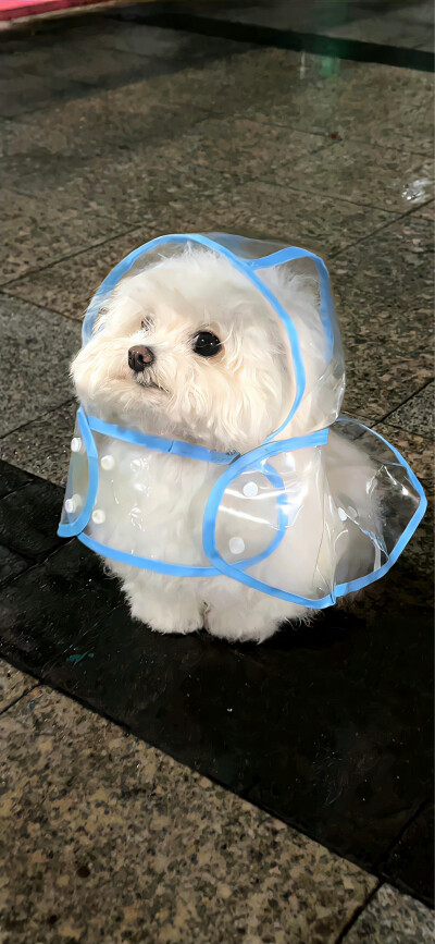 杂