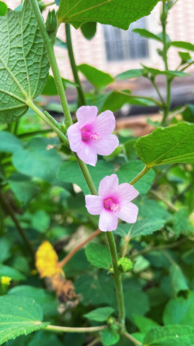 地桃花
