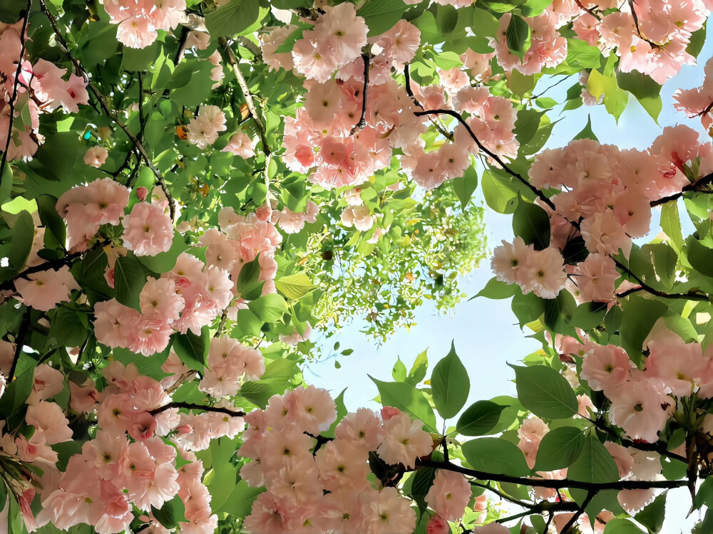 裸眼3D景深iPad壁纸