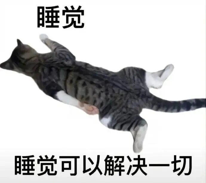 猫猫表情包