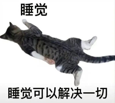 猫猫表情包