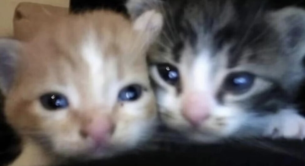 我很喜欢所以谢谢你