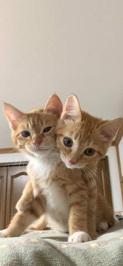 猫猫