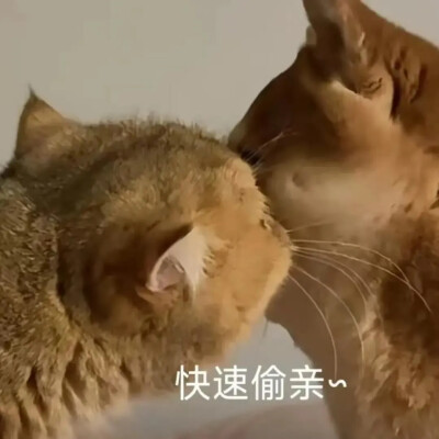 表情包