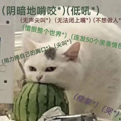 猫猫表情包