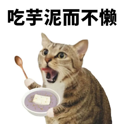 猫猫表情包