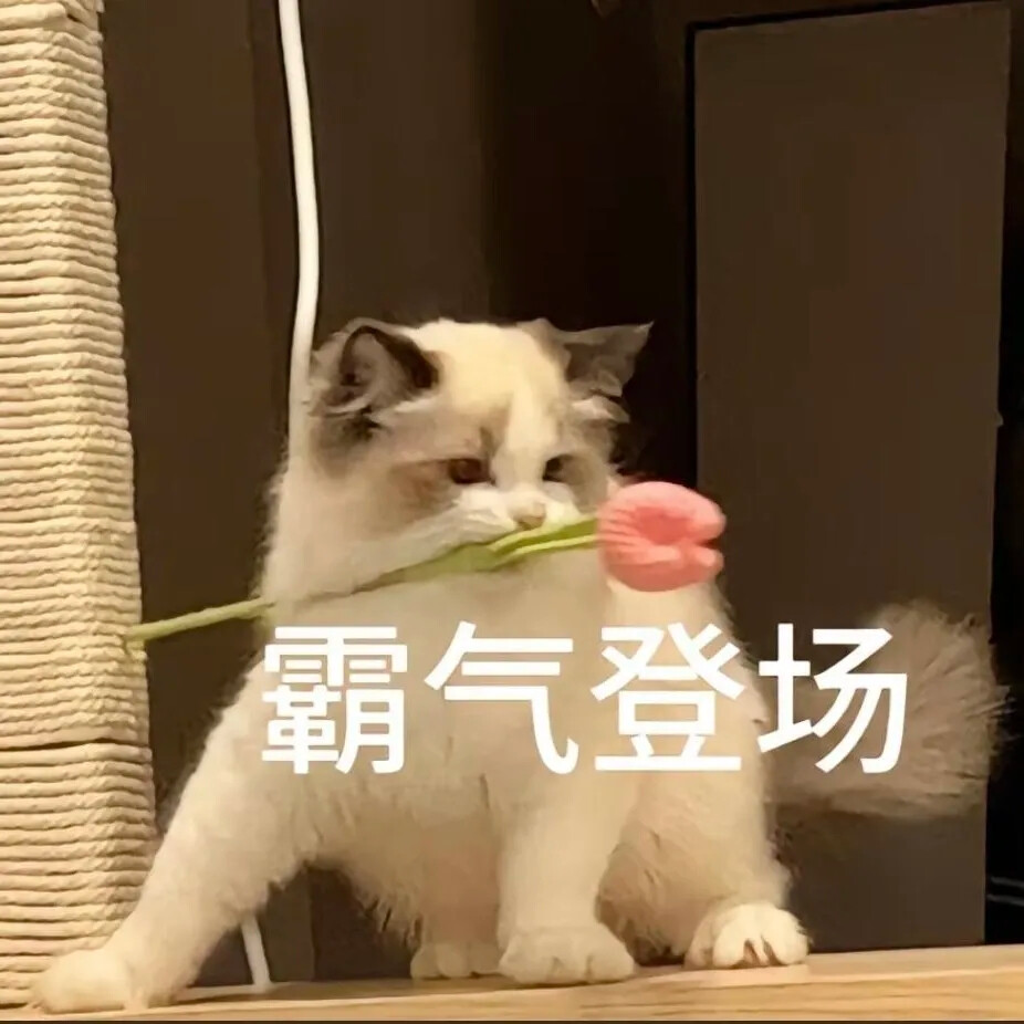 表情包