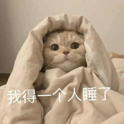 猫猫表情包